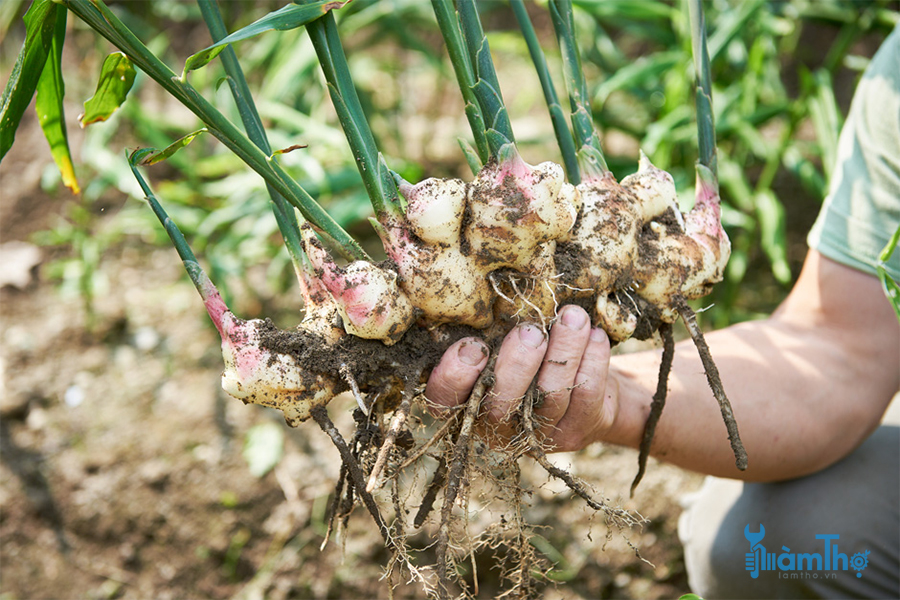 Cây riềng dễ trồng và sinh trưởng tốt trong tự nhiên