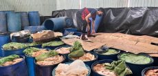 Cơ sở có hàng trăm thùng nhựa chứa da heo và mỡ bốc mùi hôi thối.